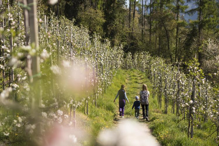 Spaziergang durch blühende Obstwiesen